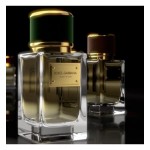 Dolce Gabbana (D&G) Velvet Vetiver