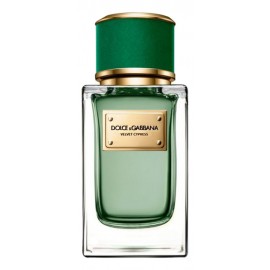 Dolce Gabbana (D&G) Velvet Cypress