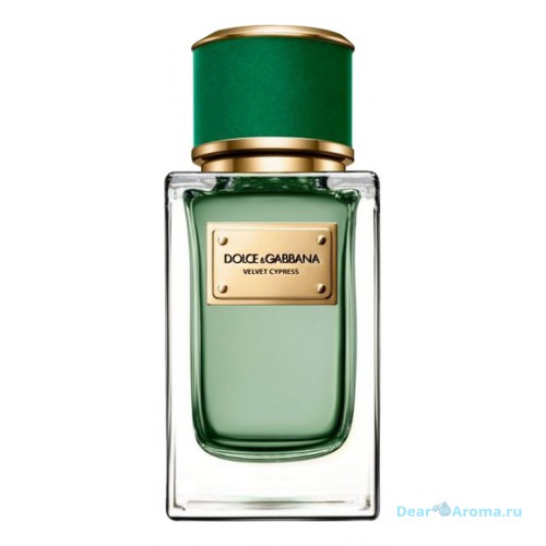 Dolce Gabbana (D&G) Velvet Cypress